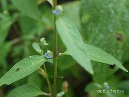 Rungia pectinata leaf2.jpg